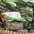 Palha Italiana